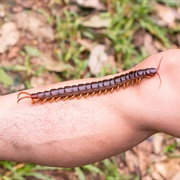 Amazonian Giant Centipede