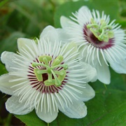 White Passionflower (Passiflora Subpeltata)
