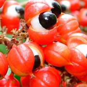 Guarana