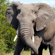 National Geographic Elephant