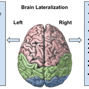 One of the Hemispheres of the Brain Is Dominant and This Determines Whether We Are More Artistic Or