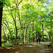 Kasugayama Primeval Forest, Nara