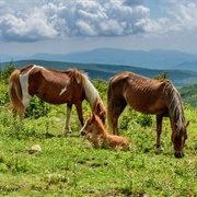 Grayson Highlands State Park - Virginia