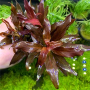 Ludwigia Peruensis