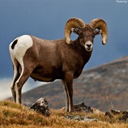 Big Horn Sheep