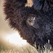 Bison