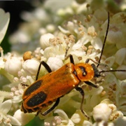 Margined Leather-Wing Beetle