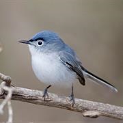 Blue Gray Gnatcatcher