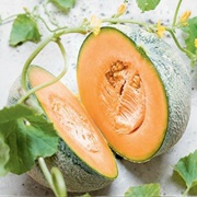 Charentais Melon