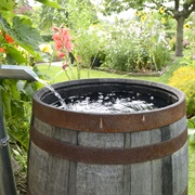 Rain Barrel