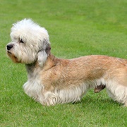 Groom a Dandie Dinmont Terrier