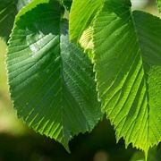 Dutch Elm Tree Leaves