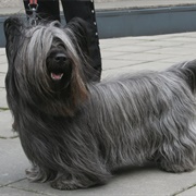 Groom a Skye Terrier