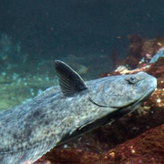 Pacific Halibut