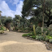 Arizona Cactus Garden