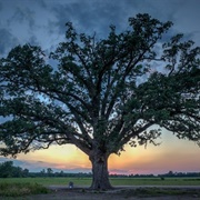 McBaine Bur Oak