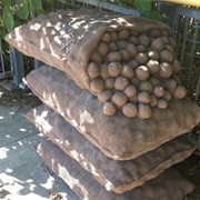 Potato Shed Memorial