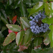 Oregon Grape (Berberis Aquifolium)