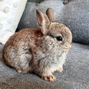 Bunny