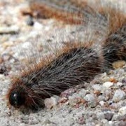 Bag Shelter Moth Caterpillar