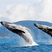 Whale Watching