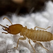 Formosan Subterranean Termite