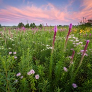 Wolf Road Prairie