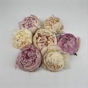 Freeze Dried Flowers