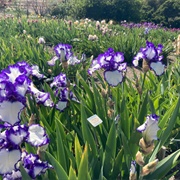 Nola's Iris Garden