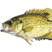 Ozark Bass