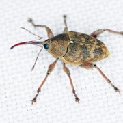 Nut Weevil