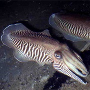 Common Cuttlefish