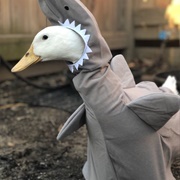Ducks Clothing