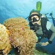 Scuba Dive in Koh Tao