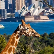Taronga Zoo Sydney