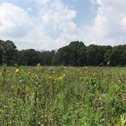 Sandridge Prairie Conservation Area