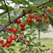 Sour Cherry (Prunus Cerasus)