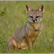 Bengal Fox