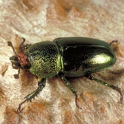 Editor Beetles