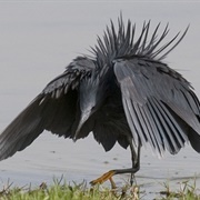 Communal Avian Intelligence