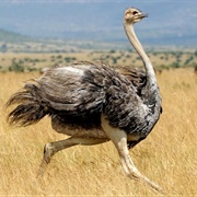 Ostrich
