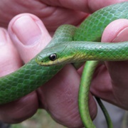 Smooth Green Snake