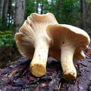 White Chanterelle (Cantharellus Subalbidus)