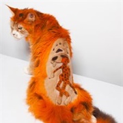 Creative Cat Grooming