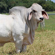 Brahman