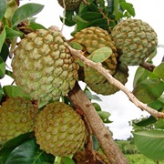 Marolo (Annona Crassiflora)