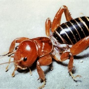 Jerusalem Cricket