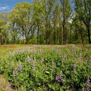 Audubon Islands State Nature Preserve