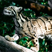 Clouded Leopard