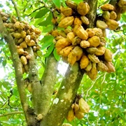 Namu-Namu (Cynometra Cauliflora)